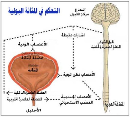 البرونزية